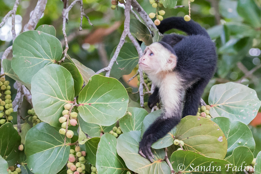 Weißschulterkapuzineraffe (Cebus capucinus) 11 - Costa Rica