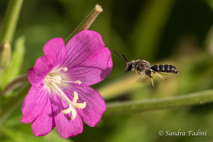 Gemeine Furchenbiene (Lasioglossum calceatum) 01 - im Flug