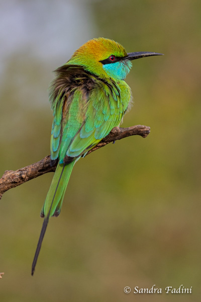Smaragdspint (Merops orientalis) 04 - Sri Lanka