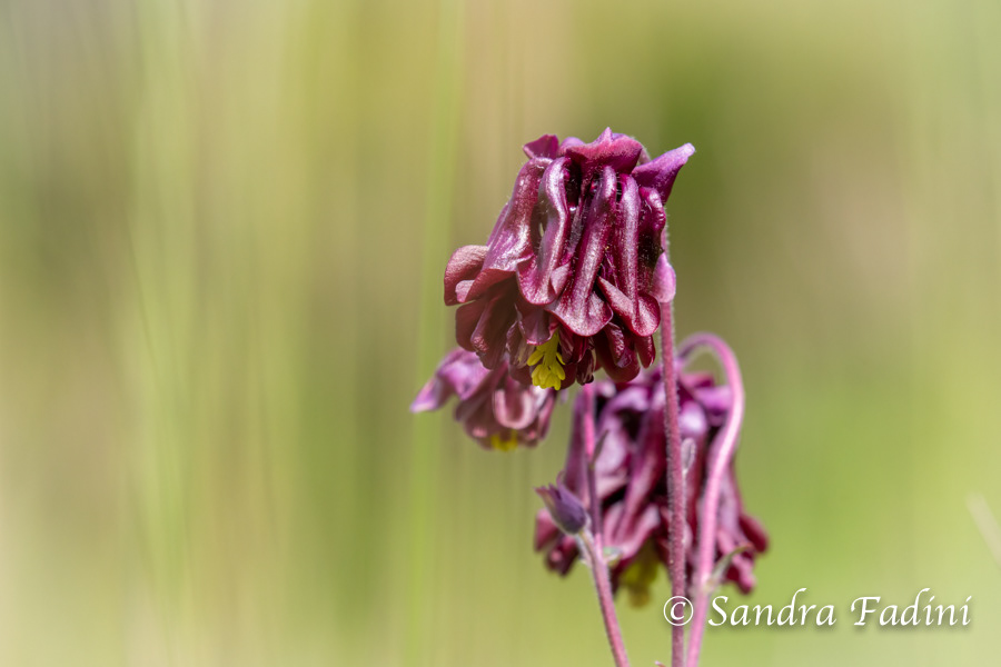 Schwarzviolette Akelei (Aquilegia atrata) 01