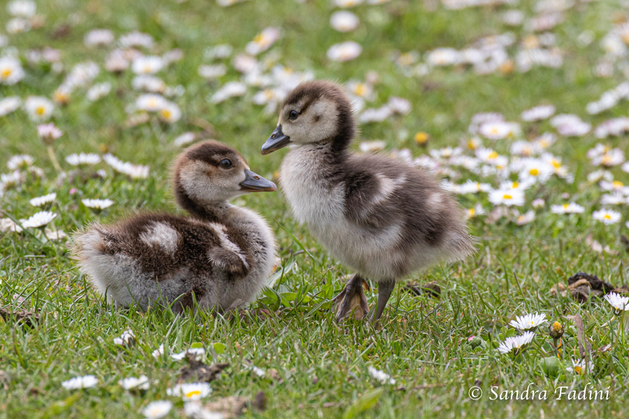 Nilgans (Alopochen aegyptiaca) 04 - Küken