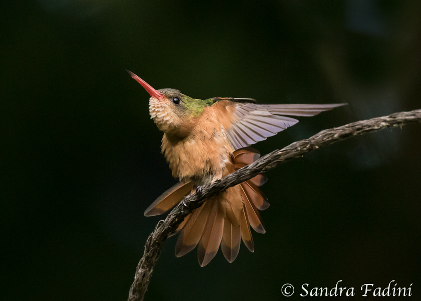Zimtbauchamazilie (Amazilia rutila) 01 - Costa Rica