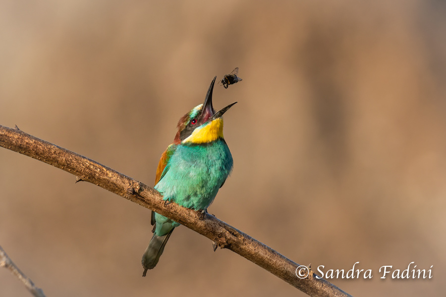 Bienenfresser (Merops apiaster) 10