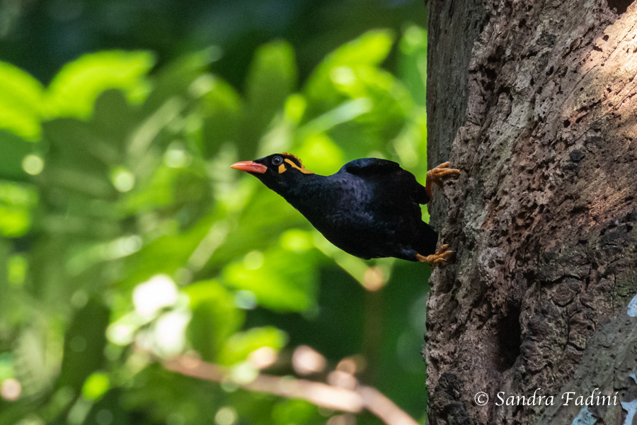 Kleiner Beo (Gracula religiosa indica) 01 - Sri Lanka