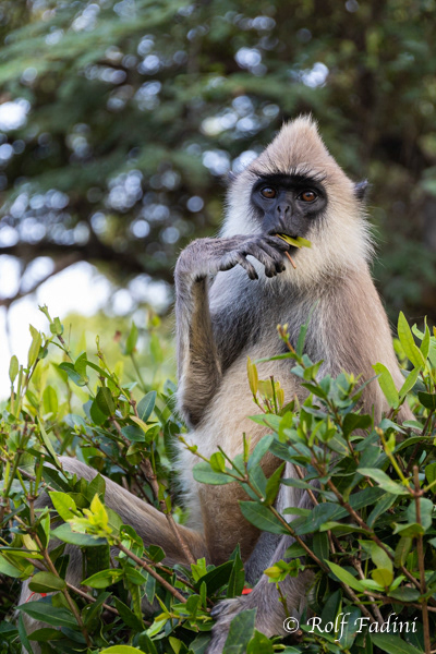 Hanuman-Langur (Semnopithecus) 11 - Sri Lanka