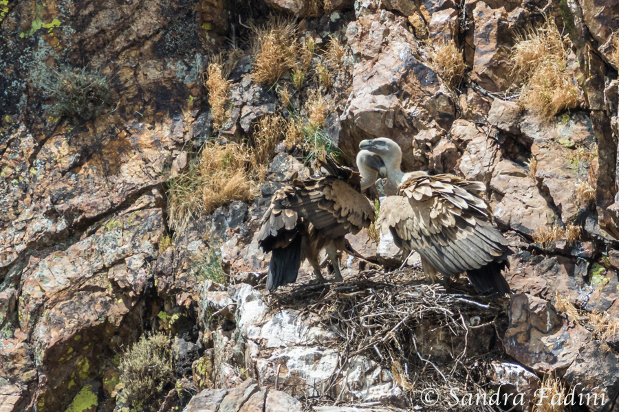 Gänsegeier (Gyps fulvus) 14 - Altvögel im Nest (Spanien)