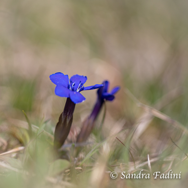 Frühlings-Enzian (Gentiana verna) 02