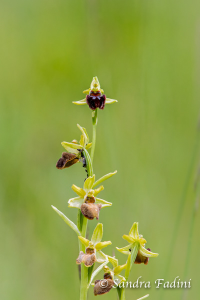 Große Spinnen-Ragwurz (Ophrys sphegodes) 02