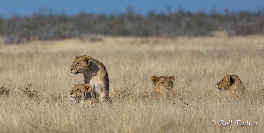 Löwe (Panthera leo) 16 - Namibia