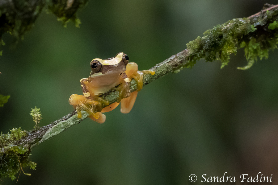 Bromelienlaubfrosch (Dendropsophus ebraccatus) 01 - Costa Rica