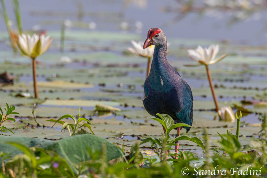 Purpurhuhn (Porphyrio porphyrio) 02 - Sri Lanka