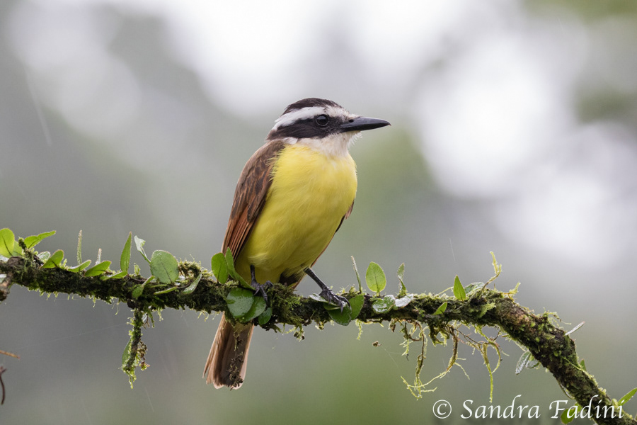 Schwefelmaskentyrann (Pitangus sulphuratus) 01 - Costa Rica
