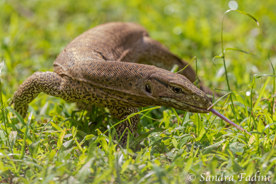Bengalenwaran (Varanus bengalensis) 03 - Sri Lanka