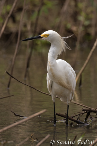 Schmuckreiher (Egretta thula) 03 - Costa Rica