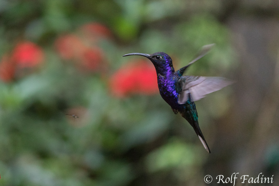 Violettdegenflügel (Campylopterus hemileucurus) 05 - Costa Rica
