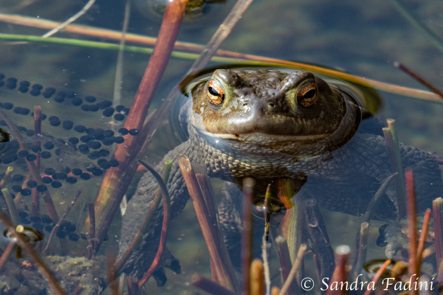 Erdkröte (Bufo bufo) 05