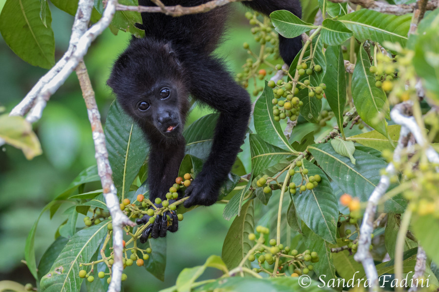 Mantelbrüllaffe (Alouatta palliata) 10 - Jungtier (Costa Rica)