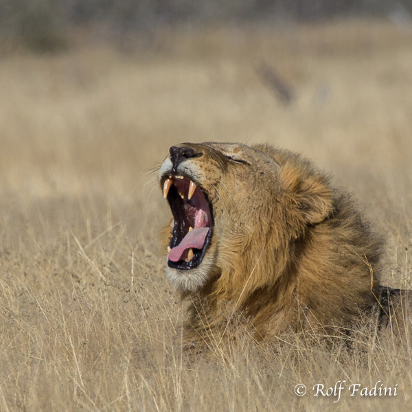 Löwe (Panthera leo) 23 - Männchen (Namibia)