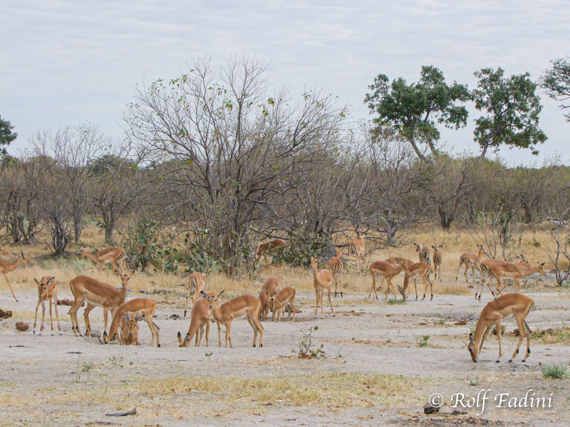 Schwarzfersenantilope (Aepyceros melampus) 04 - Botswana