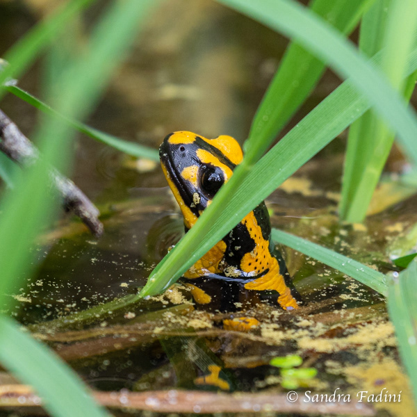 Feuersalamander (Salamandra salamandra terrestris) 06