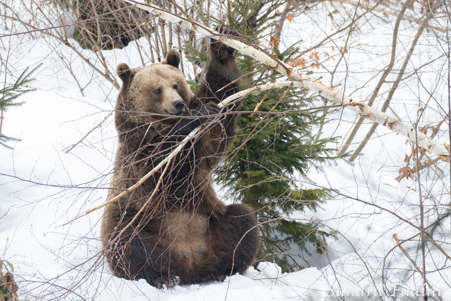Braunbär (Ursus arctos) 05 - captive
