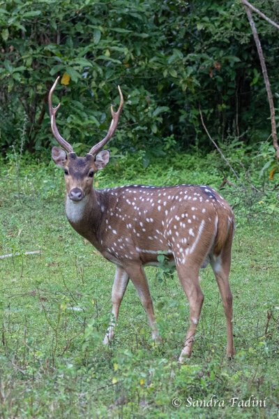 Axishirsch (Axis axis) 02 - Sri Lanka