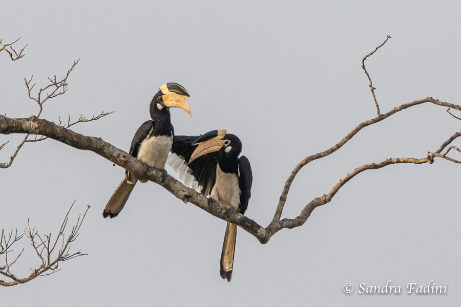 Malabarhornvogel (Anthracoceros coronatus) 02 - Sri Lanka