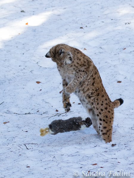 Eurasischer Luchs (Lynx lynx) 13 - captive
