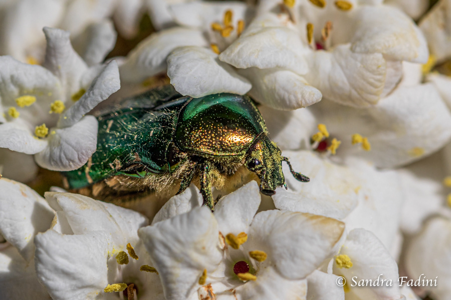 Goldglänzender Rosenkäfer (Cetonia aurata) 01