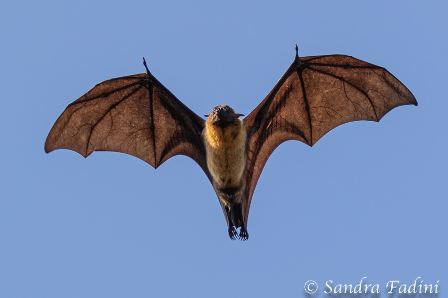 Indischer Riesenflughund (Pteropus giganteus) 01 - Sri Lanka