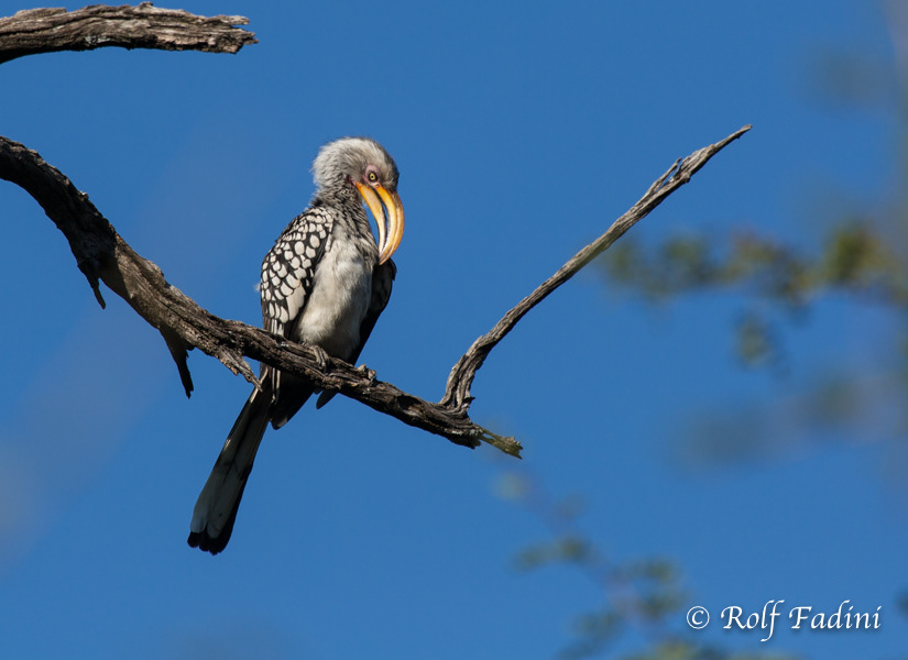 Südlicher Gelbschnabeltoko (Tockus leucomelas) 05 - Namibia