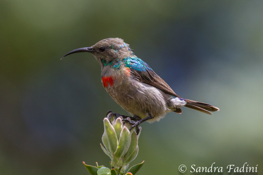 Rotbrust-Glanzköpfchen (Chalcomitra senegalensis) 01 - Männlicher Jungvogel (Südafrika)