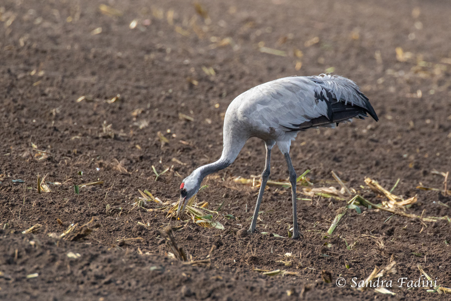 Kranich (Grus grus) 02