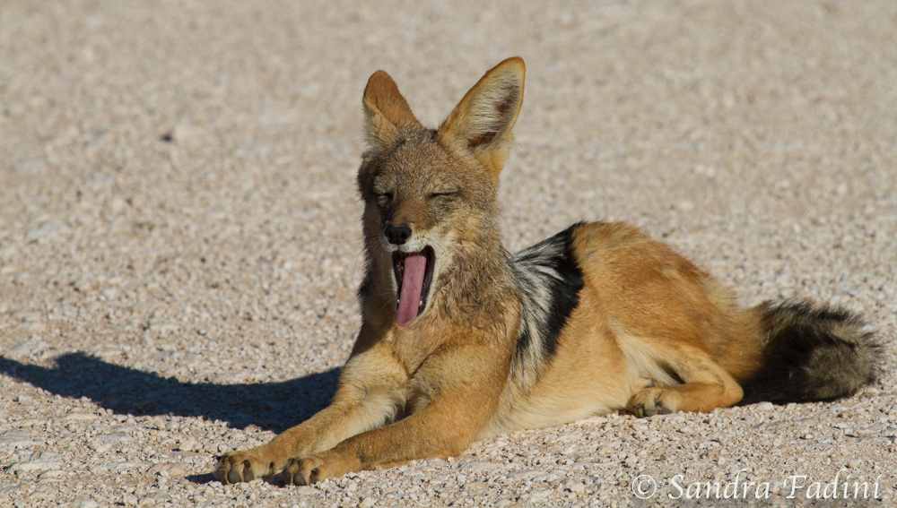 Schabrackenschakal (Canis mesomelas) 04 - Namibia