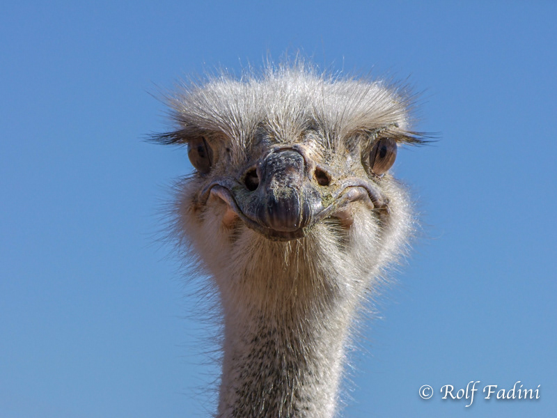 Afrikanischer Strauß (Struthio camelus) 05 - captive (Südafrika)