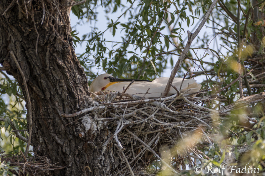 Löffler (Platalea leucorodia) 04 - beim Brüten im Nest (Rumänien)