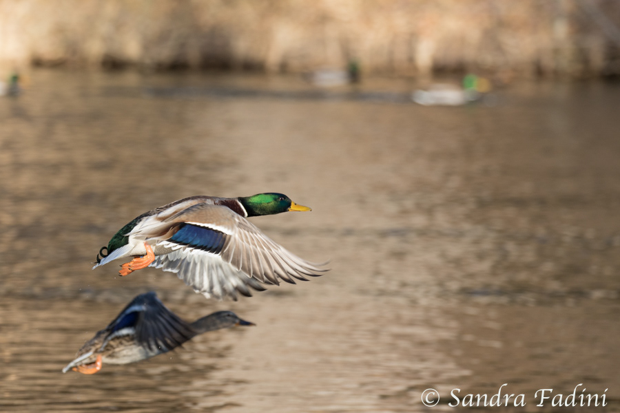 Stockente (Anas platyrhynchos) 01 - Erpel im Flug