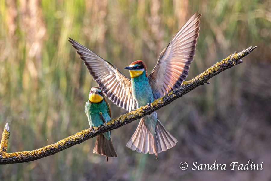 Bienenfresser (Merops apiaster) 09