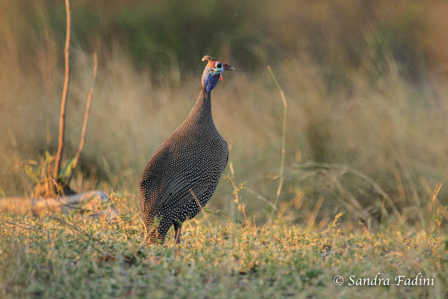 Helmperlhuhn (Numida meleagris) 01 - Botswana
