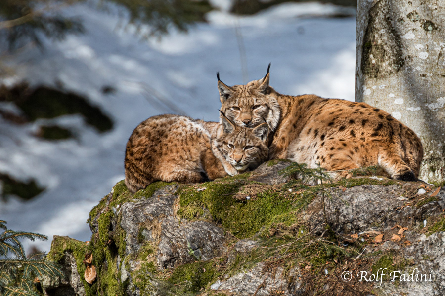 Eurasischer Luchs (Lynx lynx) 25 - captive - mit Jungtier