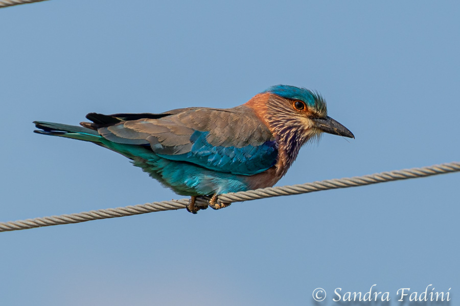 Hinduracke (Caracas benghalensis) 01 - Sri Lanka