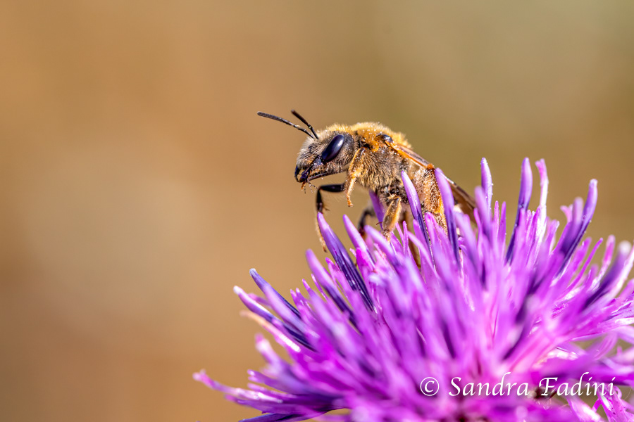 Sechsbindige Furchenbiene (Halictus sexcinctus) 01 - Österreich