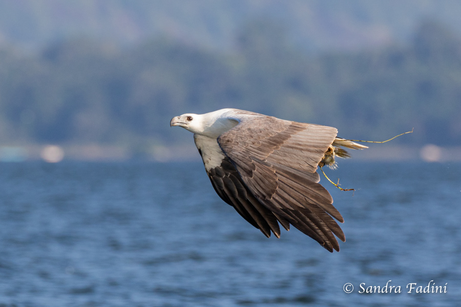 Weißbauchseeadler (Haliaeetus leucogaster) 02 - mit Fisch (Sri Lanka)