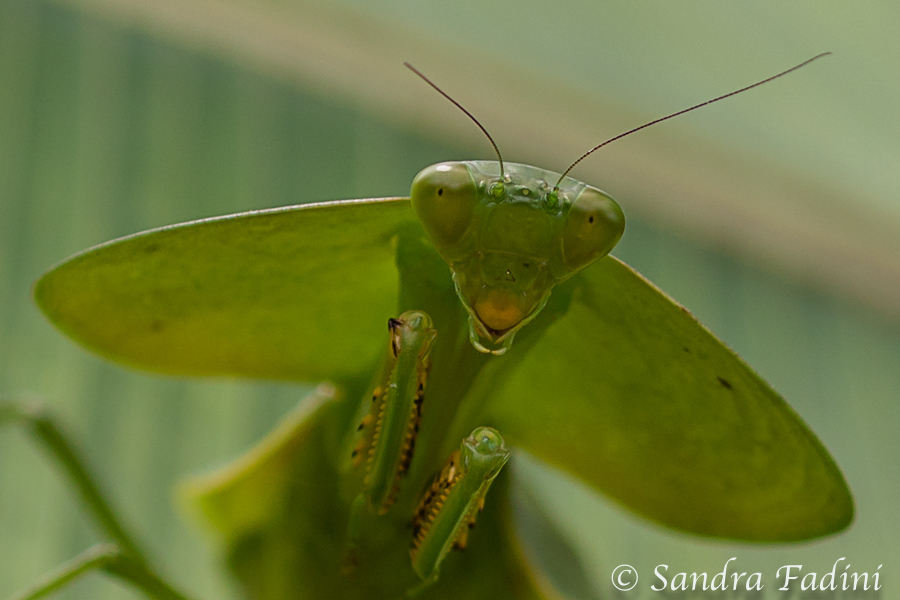 Mantiskobra (Choeradodis rhombicollis) 01 - Costa Rica