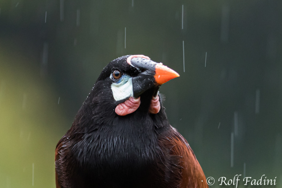Montezumastirnvogel (Psarocolius montezuma) 05 - Costa Rica