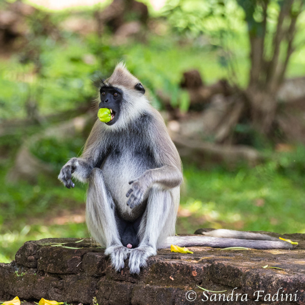 Hanuman-Langur (Semnopithecus) 06 - Sri Lanka