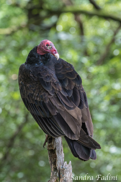Truthahngeier (Cathartes aura) 01 - Costa Rica