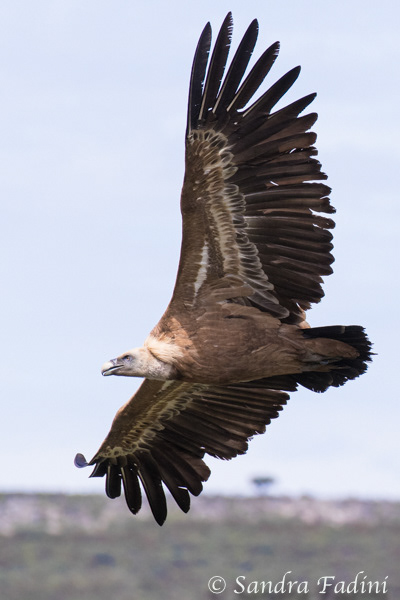 Gänsegeier (Gyps fulvus) 04 - Spanien