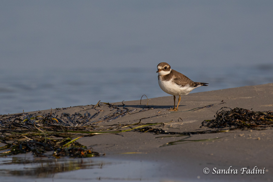 Sandregenpfeifer (Charadrius hiaticula) 01