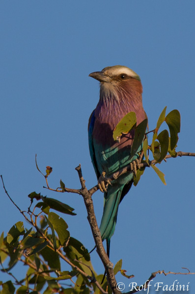 Gabelracke (Coracias caudatus) 01 - Namibia